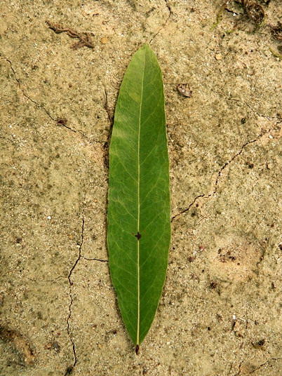 {Quercus phellos}